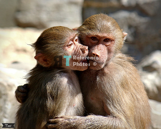 Kissing babbons