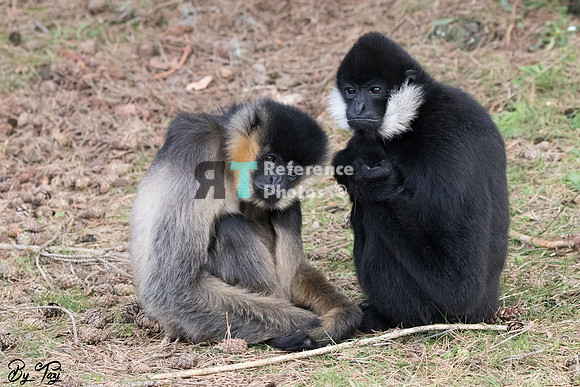 White cheeked gibbons