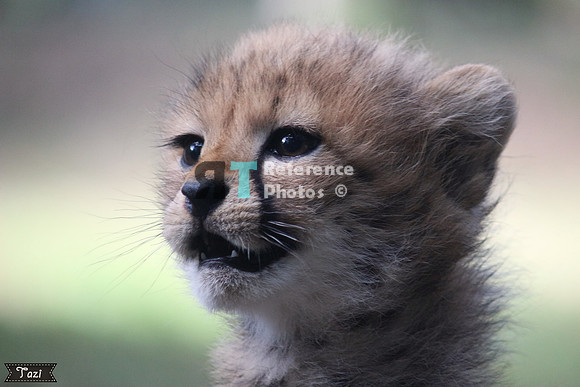 Cheetah Cub