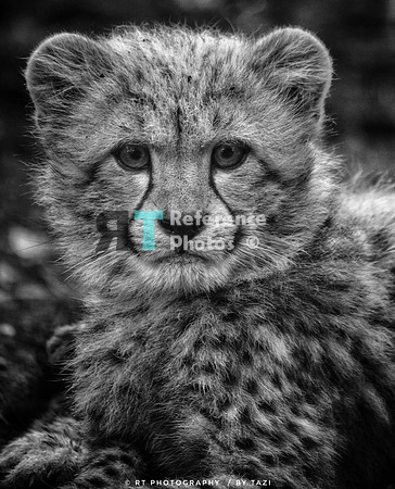 Cheetah cub (Note: Slightly grainy, but still detailed)