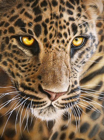 01: Jury Winner "Amber Gaze" by Kirsten Mirrey