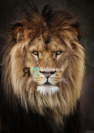 Lion portrait