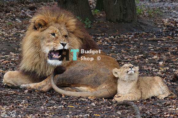Lion cub with dad