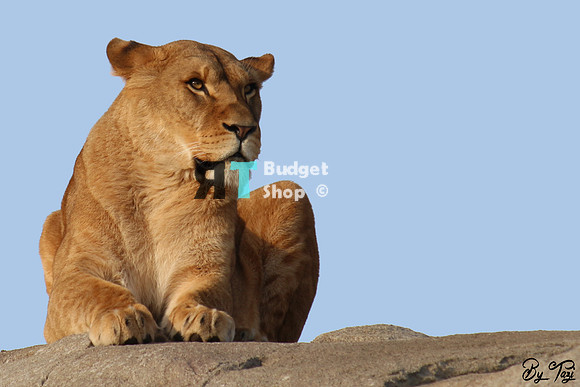 1-IMG_9337