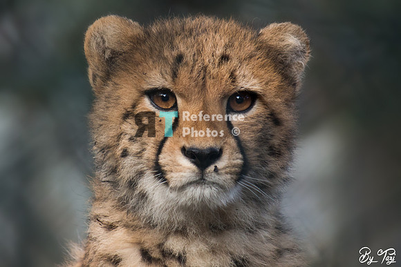 Juvenile cheetah portrait