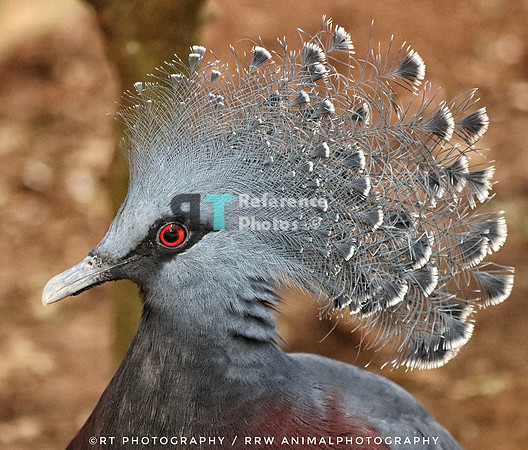 Victoria crown pigeon
