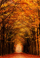 Autumn forrest