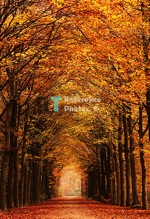 Autumn forrest