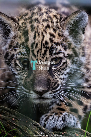 BudgetShop Jaguar Cub IMG_9401