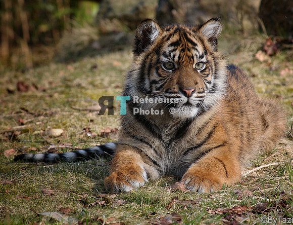 Sumatran tiger cub (Note: earlier work, less detailed than more recent work)