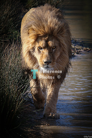 Lion (Note:  Not extremely crisp, but still quite detailed)