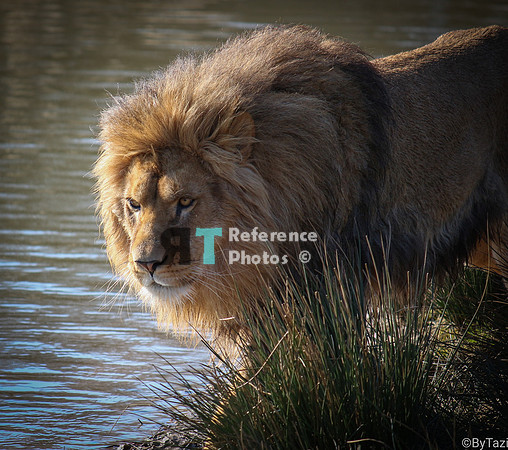 Lion (Note:  Not extremely crisp, but still quite detailed)
