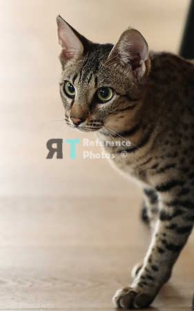 Savannah Cat 'Gaia' of Cattey Savval