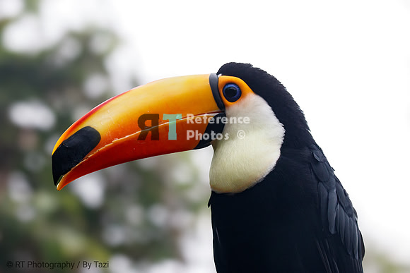 Giant Toucan