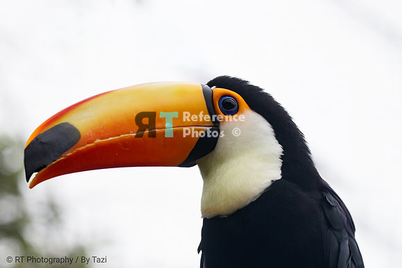 Giant Toucan