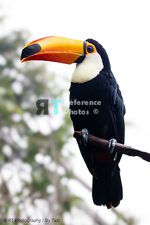 Giant  toucan