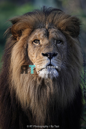 African lion