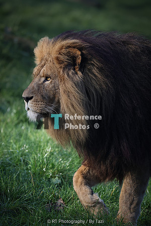 African lion