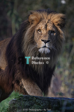 African lion