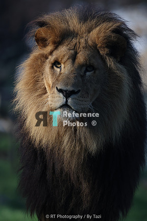 African lion