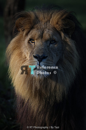 African lion