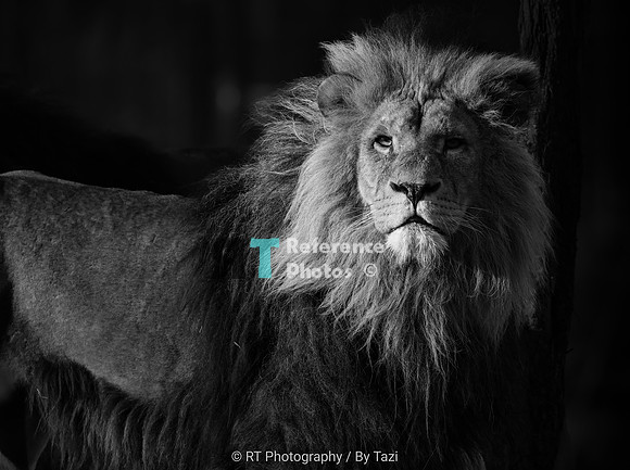 African lion (Only available in Black & White)