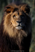African lion