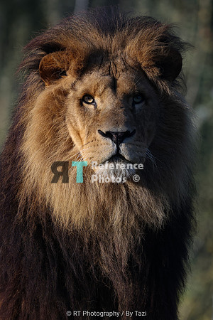 African lion