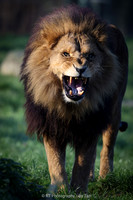 African lion