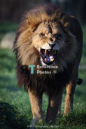 African lion