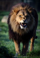 African lion