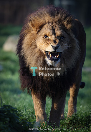 African lion