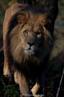 African lion