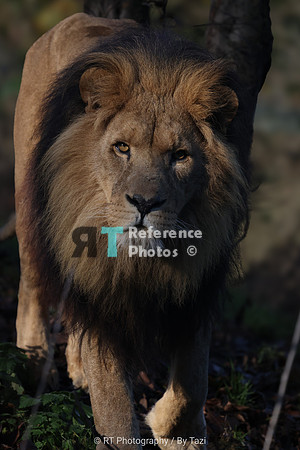 African lion