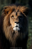 African lion