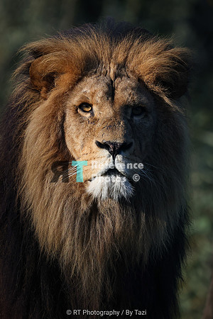 African lion