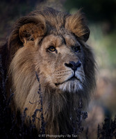African lion