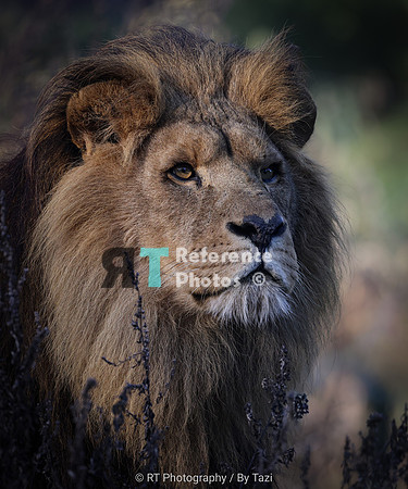 African lion