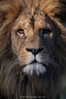 Lion close up