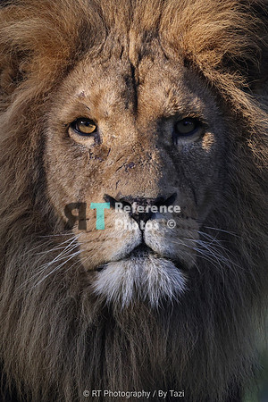 Lion close up