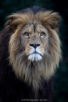 Lion portrait (uncropped)
