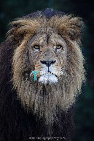 Lion portrait (uncropped)