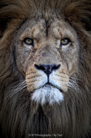 Lion close up