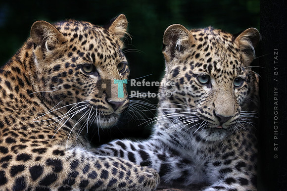 Leopard sisters