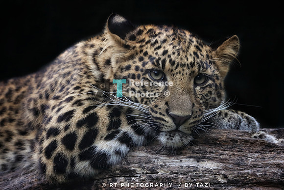 Leopard on tree