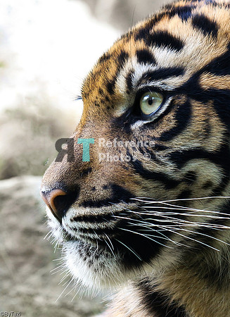 Sumatran tiger profile
