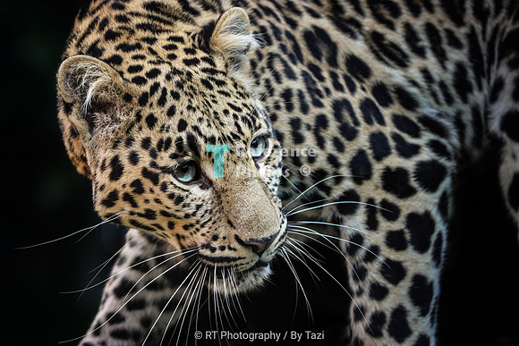 Leopard (Precious collection)