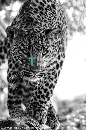 Leopard in black & white (from RT's Leopard Art Challenge) NOTE: not extremely detailed on the left side