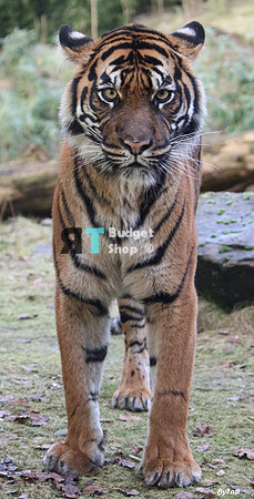 2-IMG_1466