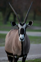 Gemsbok / South African Oryx